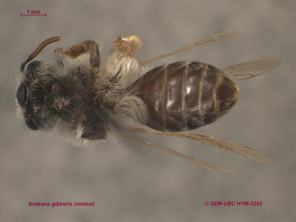 Photo of Andrena gibberis by Spencer Entomological Museum